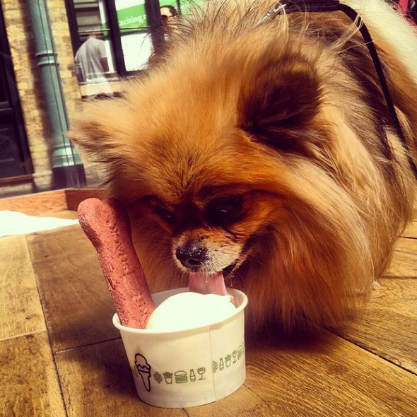 Doggieicecream.jpg